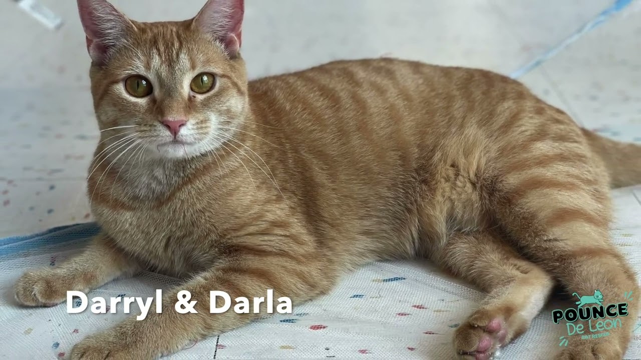 Darryl and Darla
