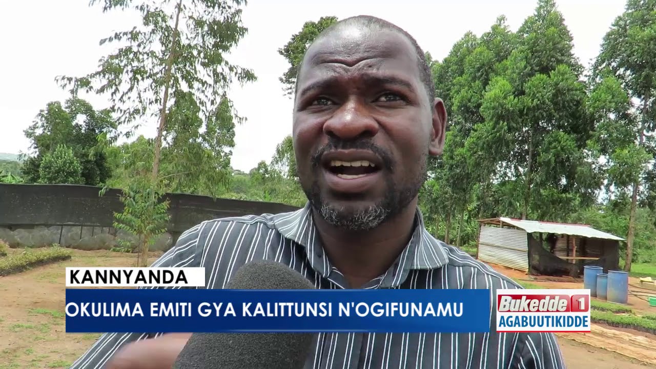 Okulima emiti gya Kalittunsi n'okugifunamu.