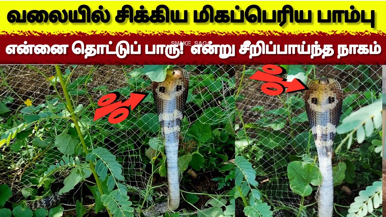 வலையில் சிக்கிய விஷப்பாம்பை இப்படி மீட்டெடுத்தால் | பாம்பிடம் கடிப்பட மாட்டோம் | பாதுகாப்பான rescue 