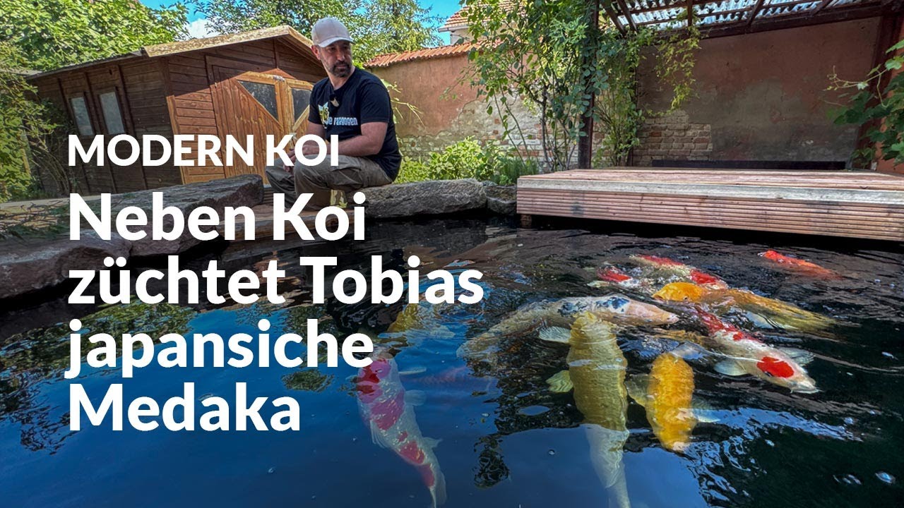 Tobias selbstgebauter 13.000 Liter holzverkleideter Hochteich | Modern Koi Blog #7081