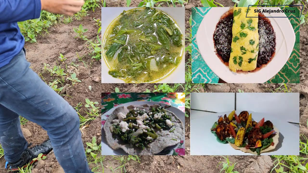 Quelites comestibles en el Estado de México (parte 1/2)