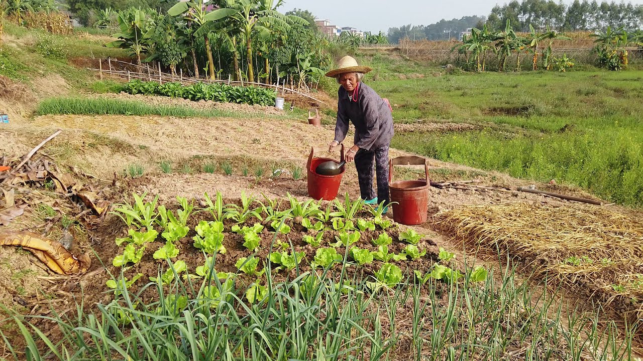 How My Grandma Grow Vegetables | Chinese Vegetable Gardens | Rural China