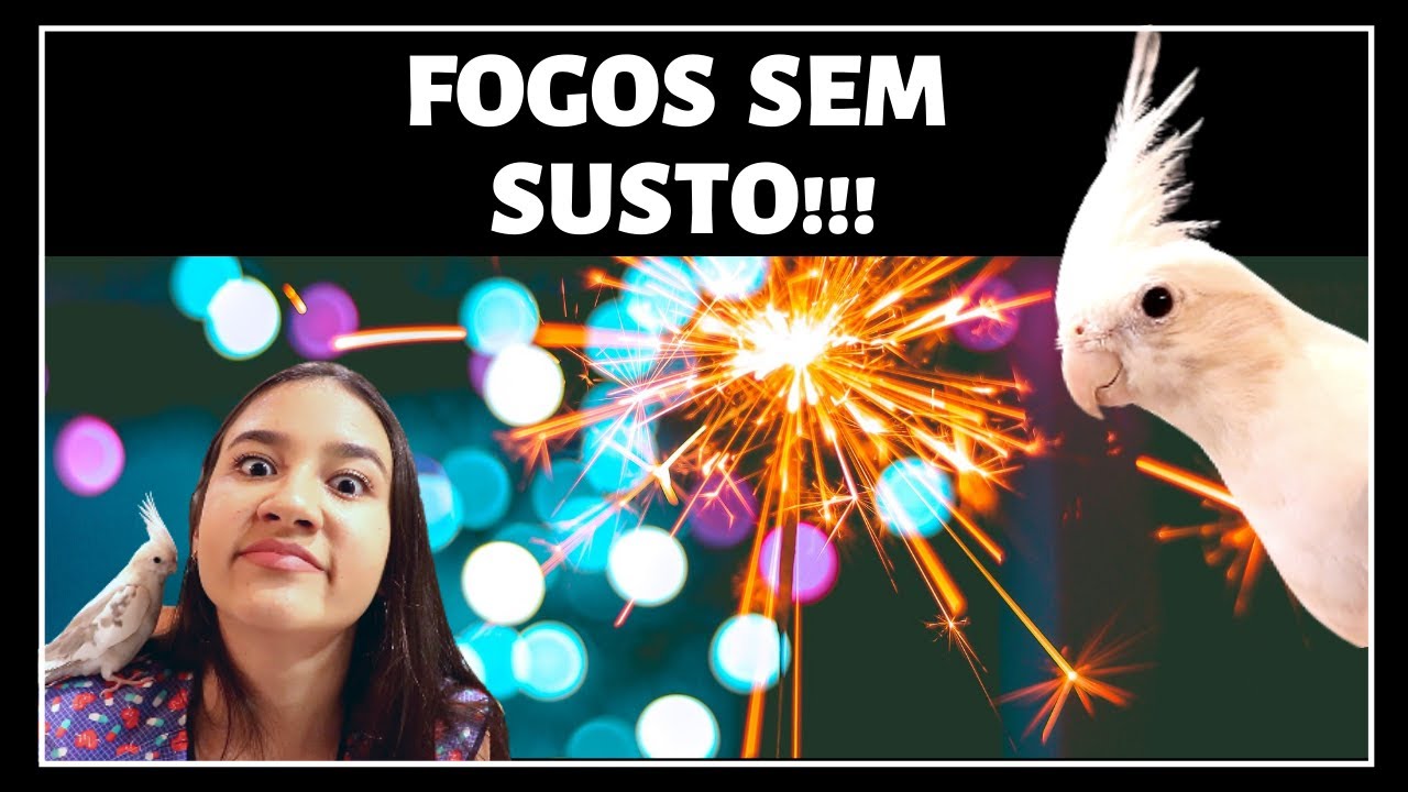 CUIDADOS COM CALOPSITA NO ANO NOVO!!!