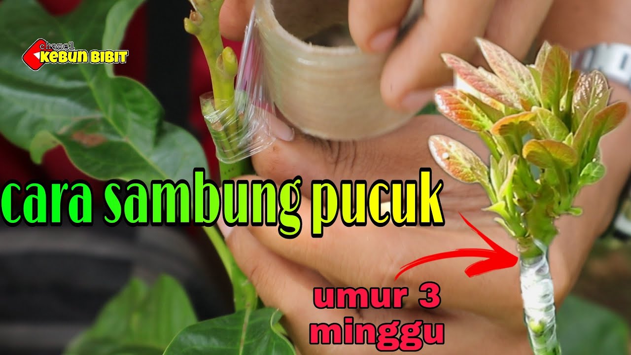 cara sambung pucuk /okulasi/ bibit alpukat #alpukat