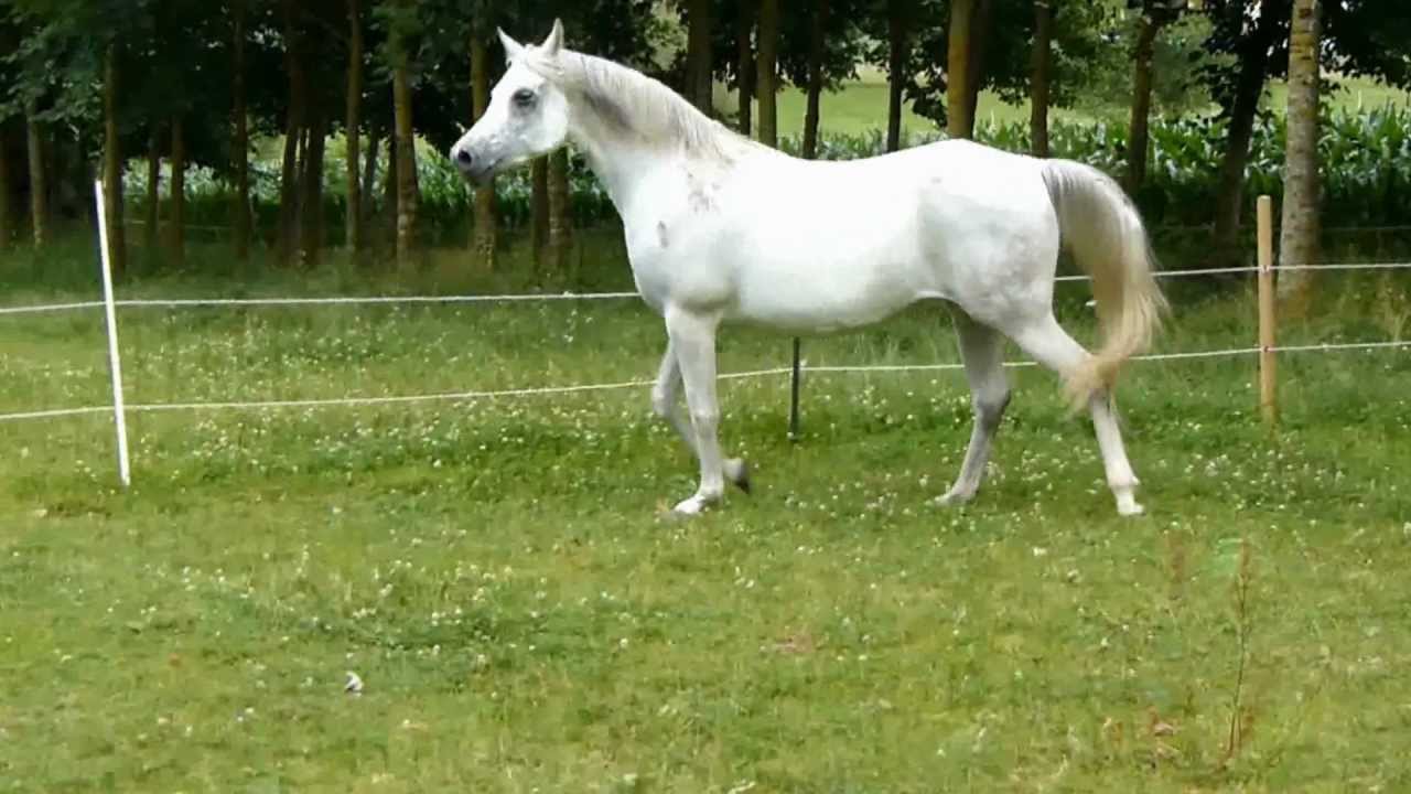 Araber Stute Nijala Rc