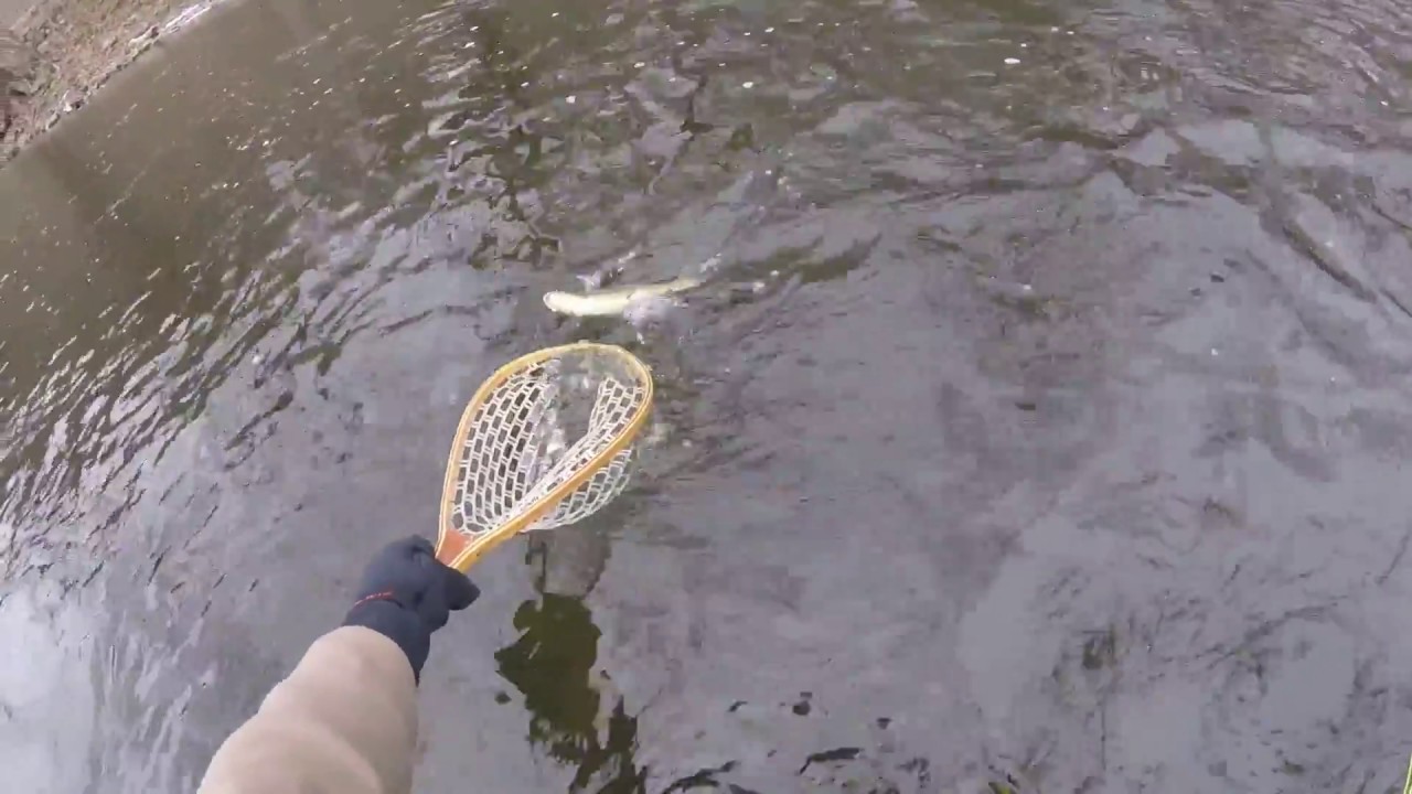 Обзор нового удилища Flyrod, SAGE X, 10 футов, 5 весов, «ОТЛИЧНО!!»