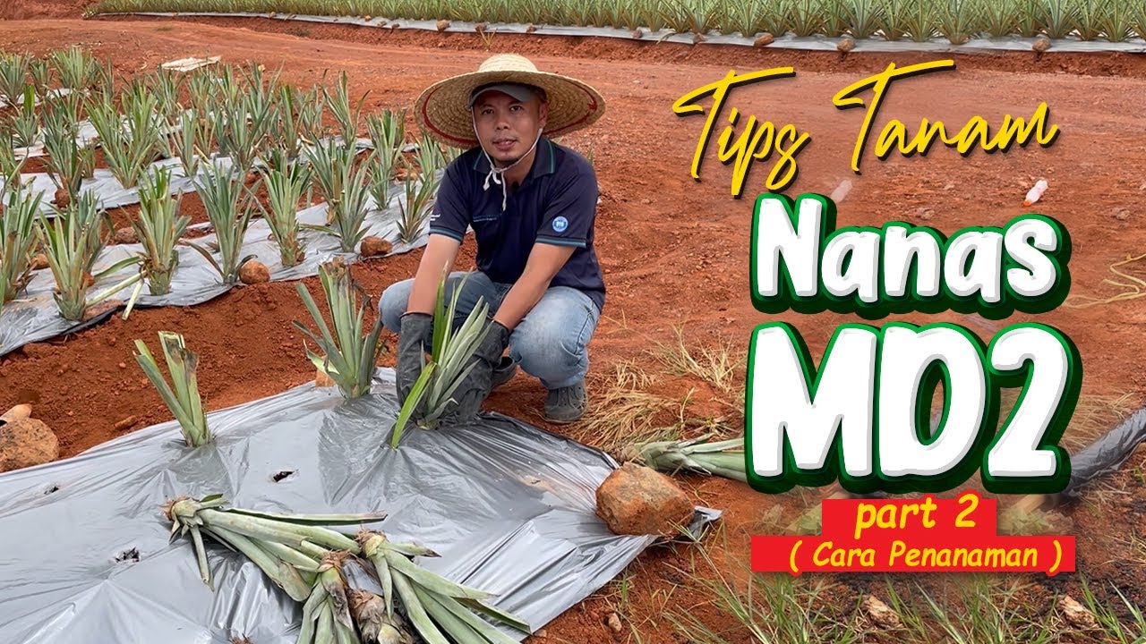 Tips tanam nanas MD2 part2