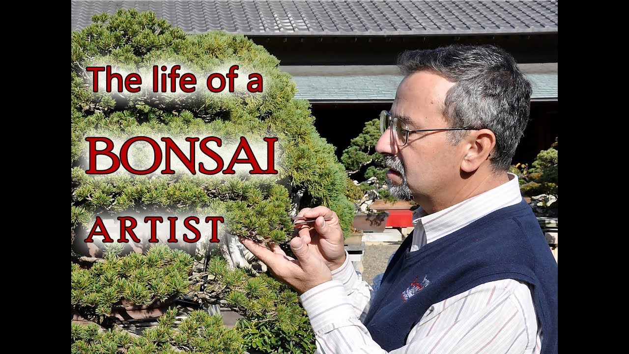 A year in the life of a Bonsai Artist.