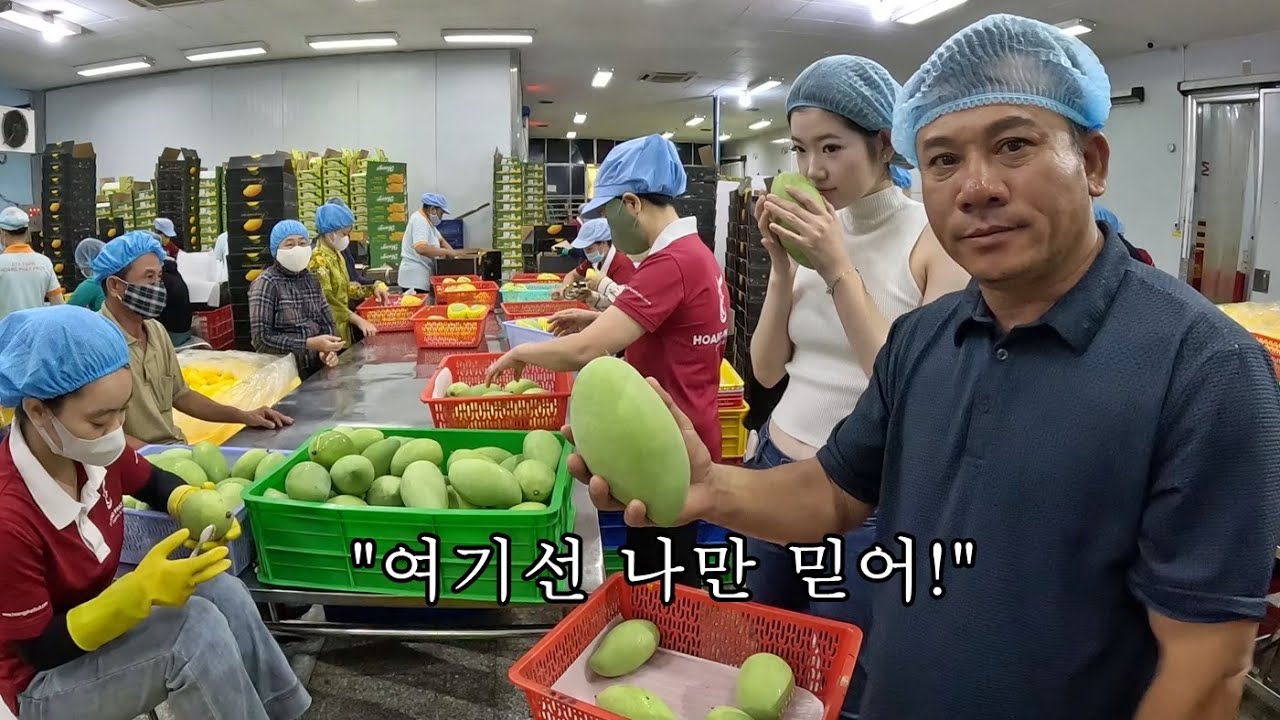 오렌지 아저씨와 같이 일하길 잘했네요 한국에 깟화롭 망고 수출했습니다!
