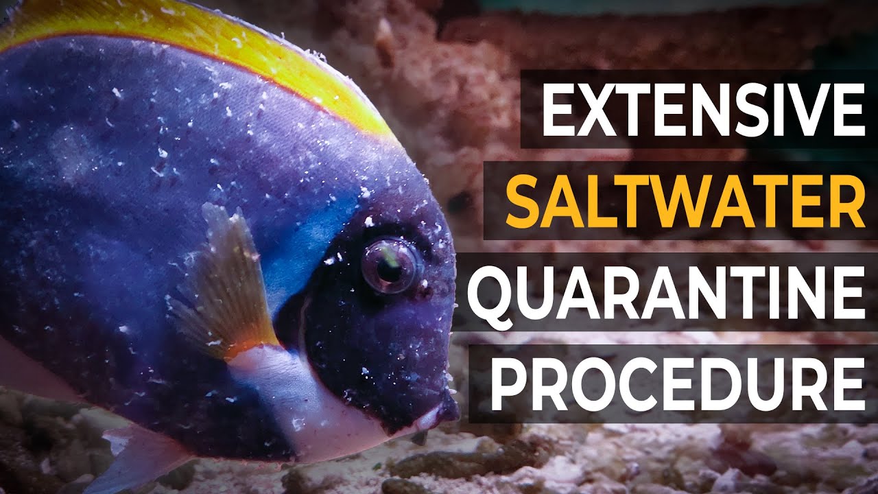How To QUARANTINE & TREAT Sick (Marine Ick) Or Newly Bought SALTWATER Fish