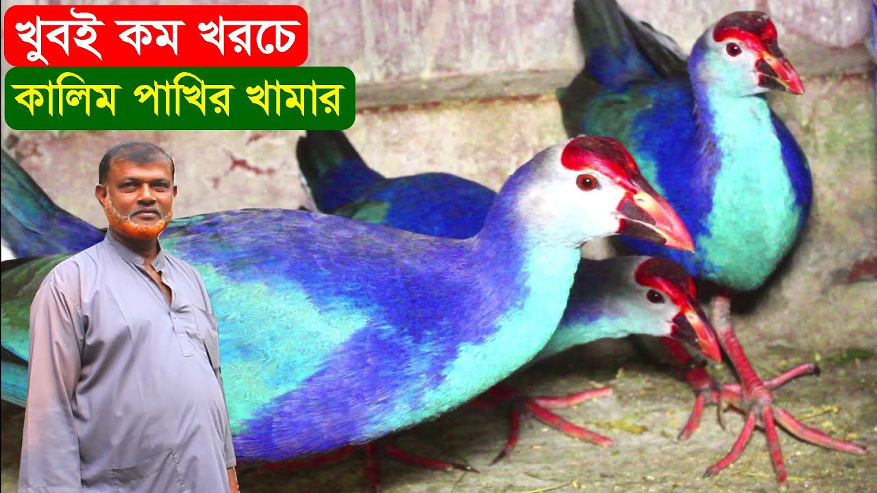 খুবই কম খরচে কালিম পাখির খামার গড়ে বাড়তি আয় একজন কবিরাজ | কালিম পাখি পালন পদ্ধতি | BD Kalim Farming.