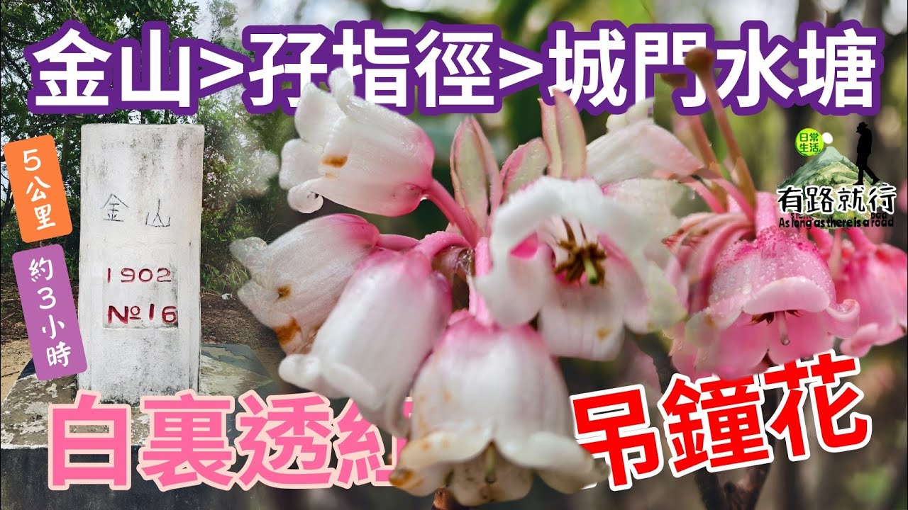 ［睇白裏透紅吊鐘花👍👍］尾聲爆花實況📢📢金山|孖指徑|城門水塘|🤔🤔又大霧又落雨金山路完全冇馬騮🐒🐒❌❌全程5公里！需時約三小時！