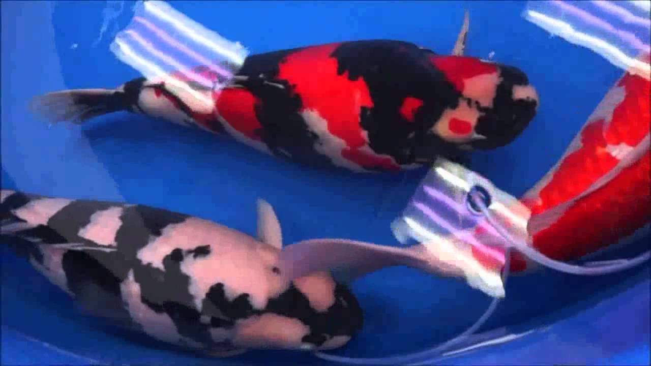 All Japan koi show 2016 , Part 2