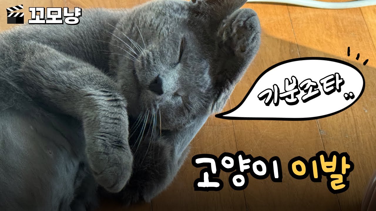 러시안블루 고양이 꼬모 털 다듬은 날 (이발) 