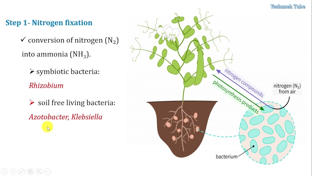 Nutrient Recycle: Nitrogen Cycle [#Nitrogen_Cycle] @yeshanehtube