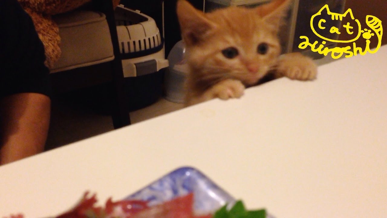 茶トラ子猫「ひろし」刺身ハンター登場↑ ひょこっと顔出し狙ってます↑ Funny cat video: Kitten hunting for sashimi