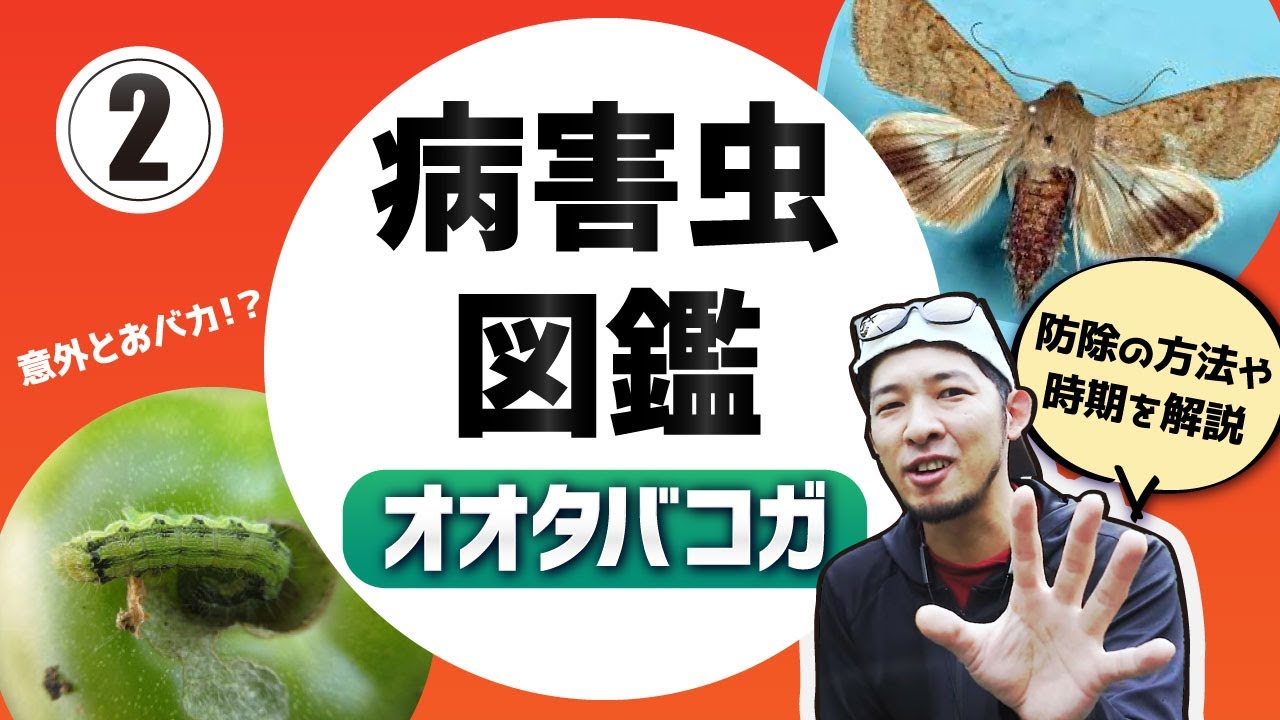 オオタバコガの驚きの生態！
