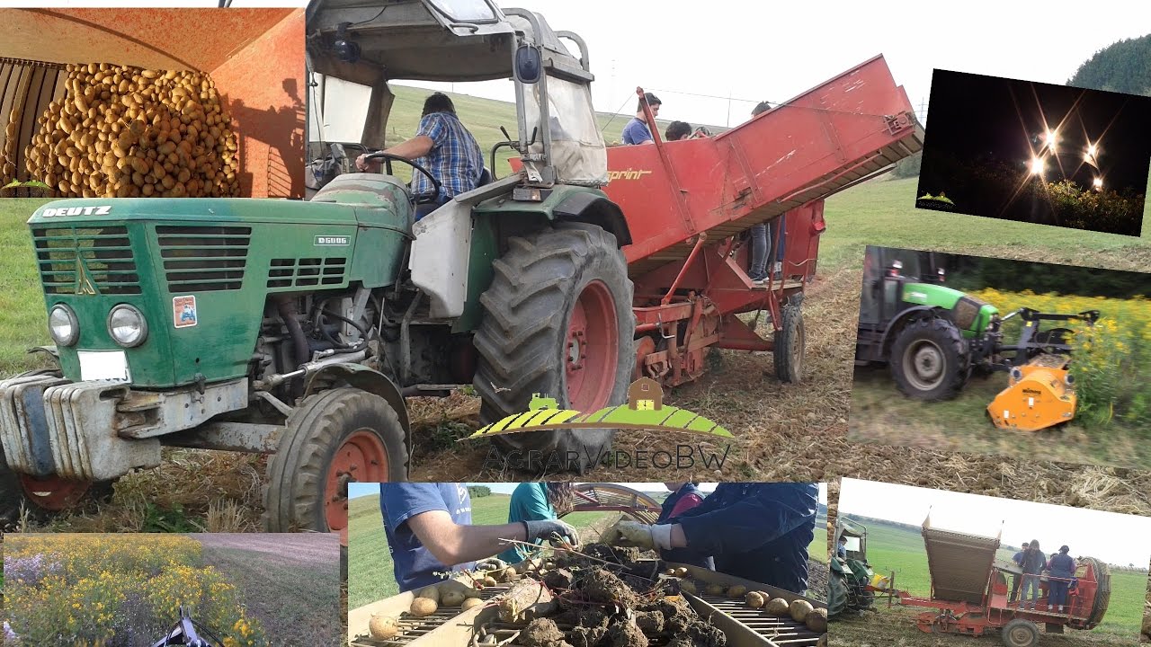 !!Kartoffelernte mit Deutz  D6006 und Sprint!! ||Mulchen|Grubbern