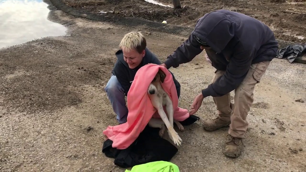 All Aboard - Polar Express needs everyone's help! - Stray Rescue of St.Louis