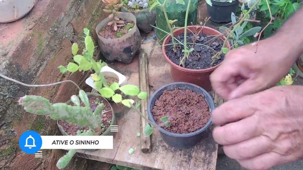 Vamos falar sobre Amor-agarradinho e aprender a fazer sua muda