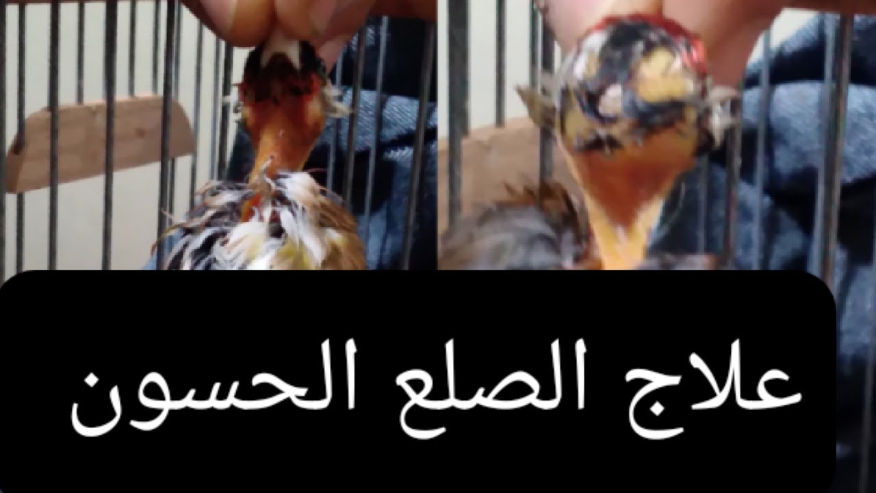 علاج الصلع الحسون بطريقه مجربه💯💯🤗🤗👍