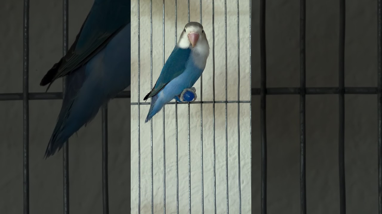 Blue Fischer Love Bird #lovebirdsbreeding #africanlovebird #parrots #parrots #birds #fischer #shorts
