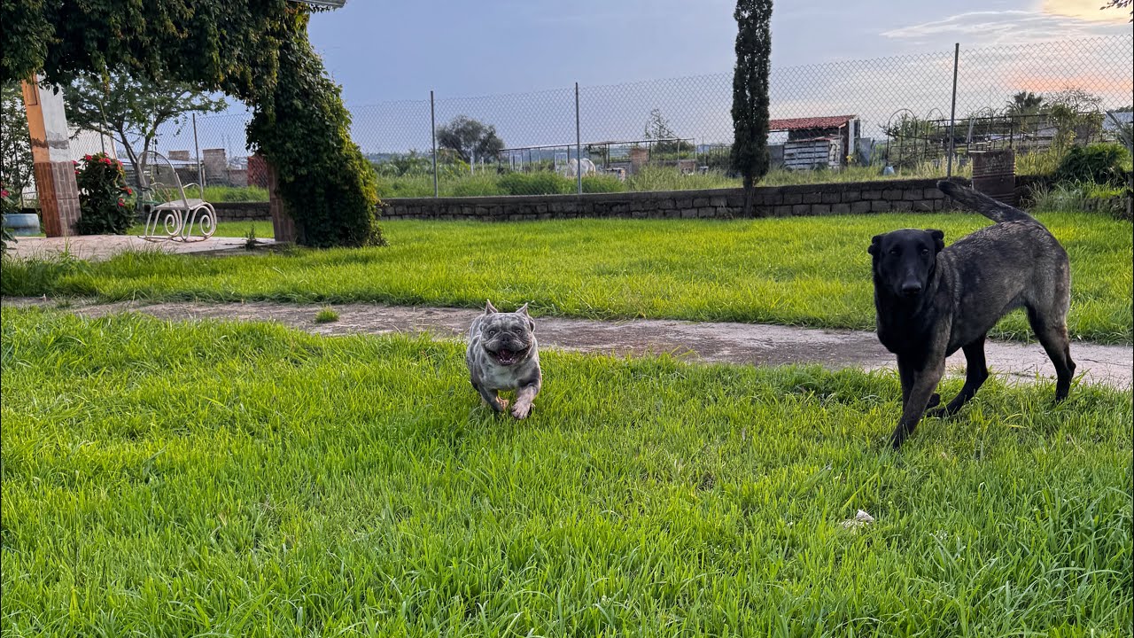 Vamos ah tener cachorros 