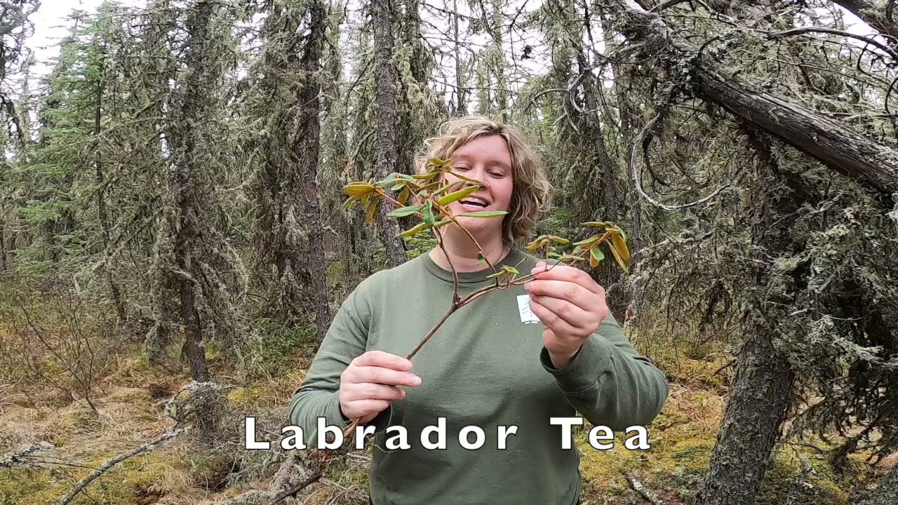 Alberta's Wetlands: Spruce Bog