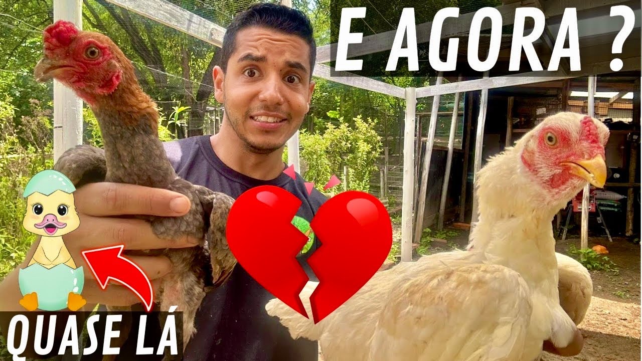Fui formar casal de galinha Co-Shamo e deu ruim | Nascimento | limpeza filtro e lago | Aves Recriar