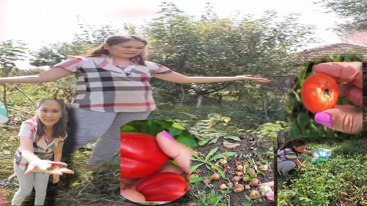 NAGHARVEST NG MGA TANIM SA GARDEN|DAMING NA SAYANG