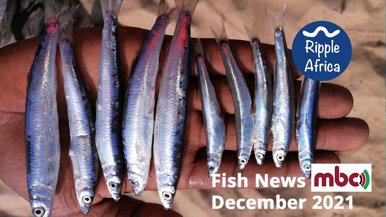 Malawi Broadcasting Corporation - MBC Fish news Dec 2021 - Ripple Africa