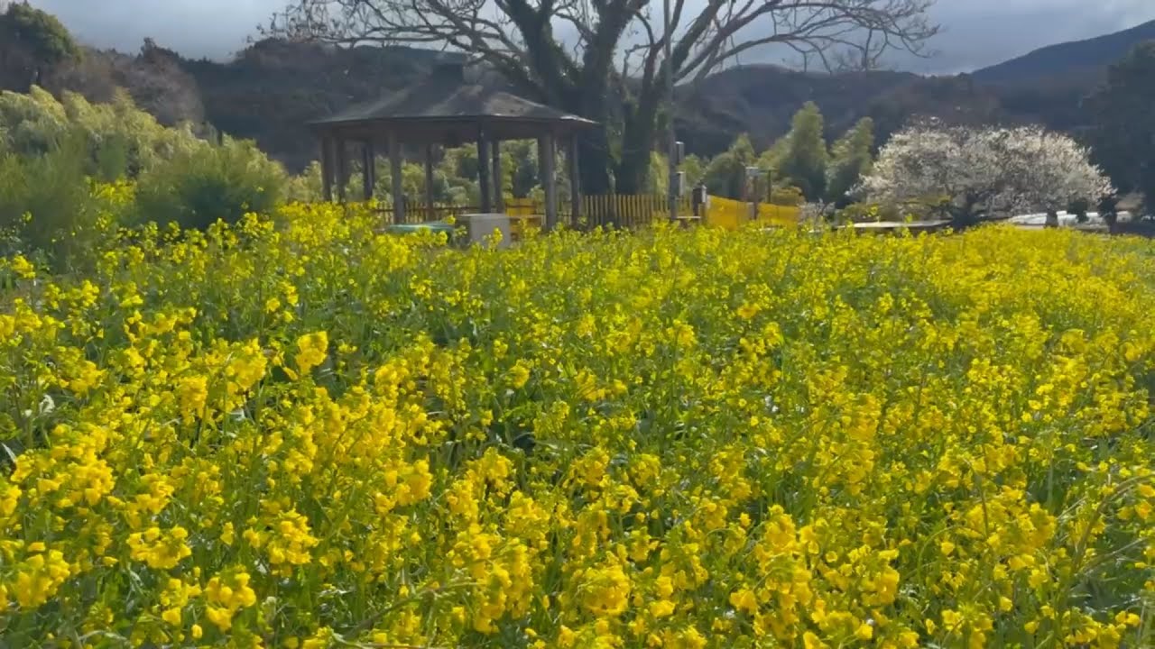 2026/02/28　蝋梅超超超満開　白梅・河津桜見頃　菜の花三分咲き　ミモザ四分咲き　犬寄峠の黄色い丘　その２　〜愛媛県伊予市〜