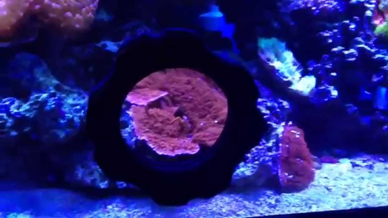 Coral Reef Aquarium Gagnetic Brush Glass Cleaner Review