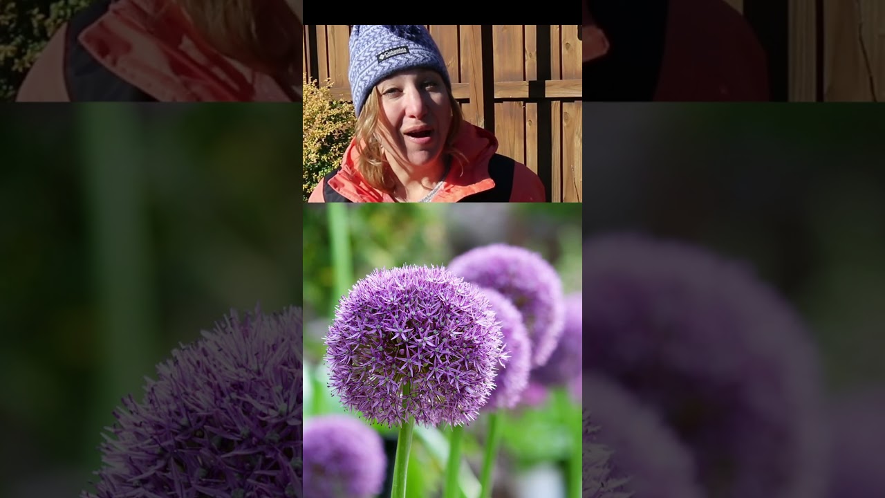 Planting Spring Bulbs in December | Zone 8 | My Carolina Garden #shorts #zone8a #gardening