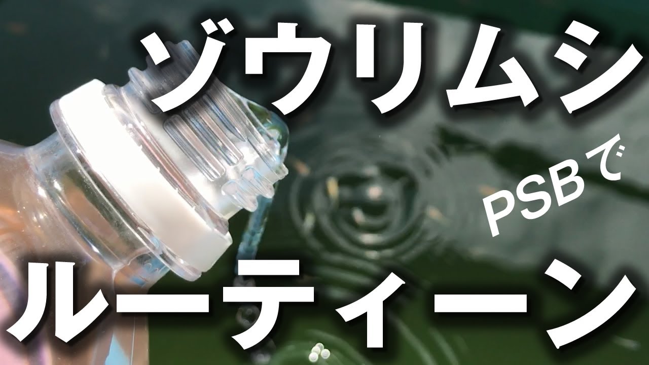 【ゾウリムシ培養】リセットしないゾウリムシルーティーン！ 針子・稚魚のエサ　メダカ・ベタ・ラミレジィなどの初期餌に
