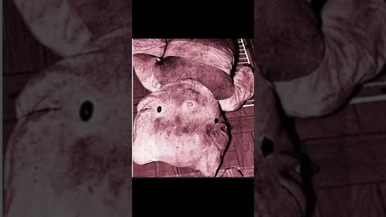 Hello kitty murder case.