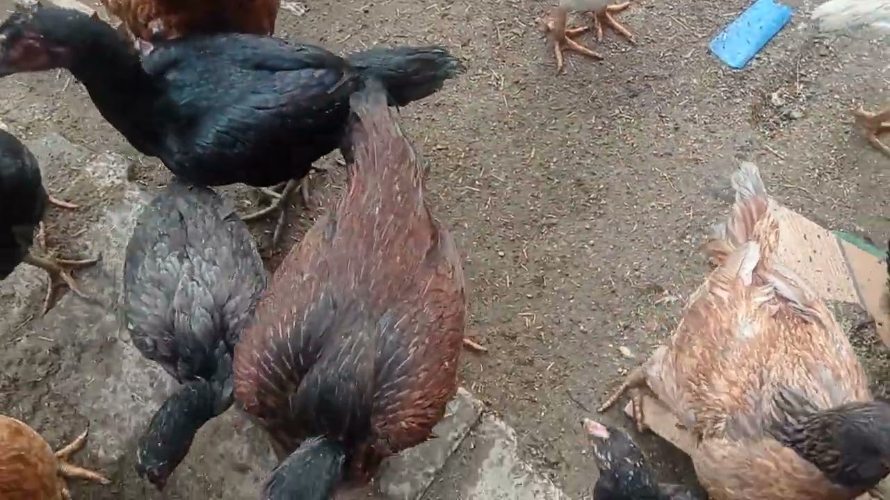 Çapar.(Çil) Hint horozu tavukların yanına bıraktım felaket 🔥🔥