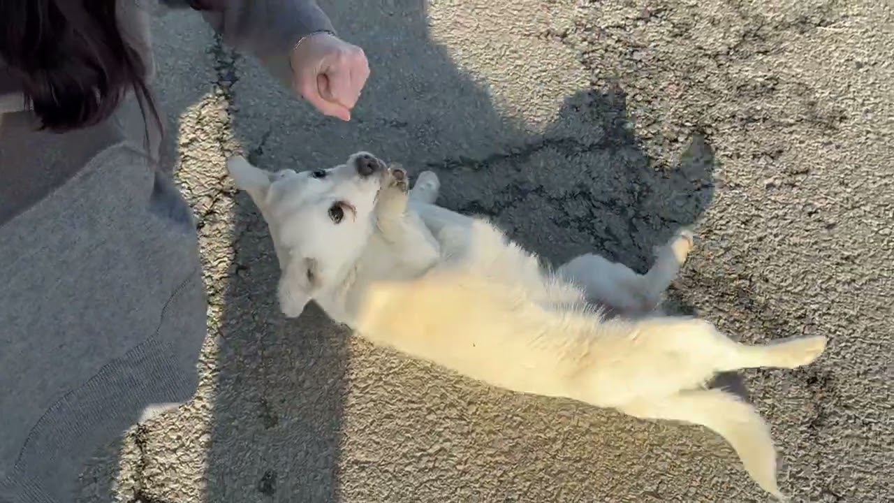 겨울철새