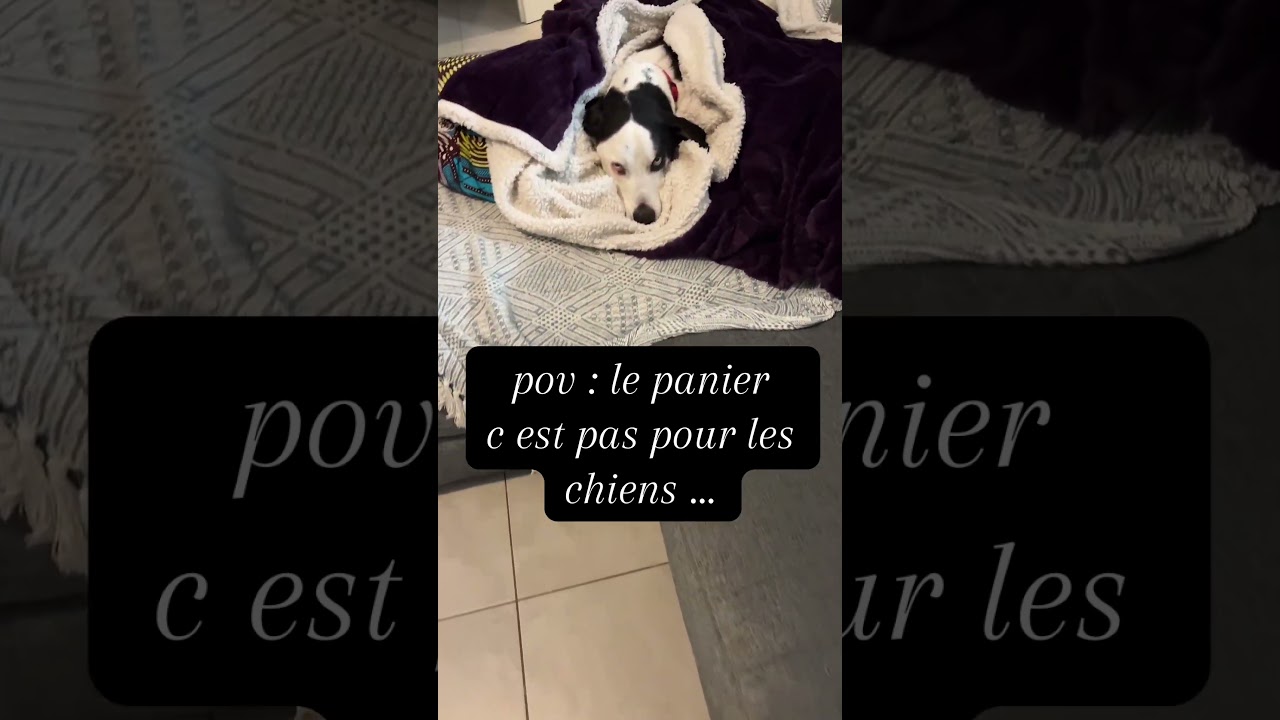 👉team panier ou team canapé ? 🐶