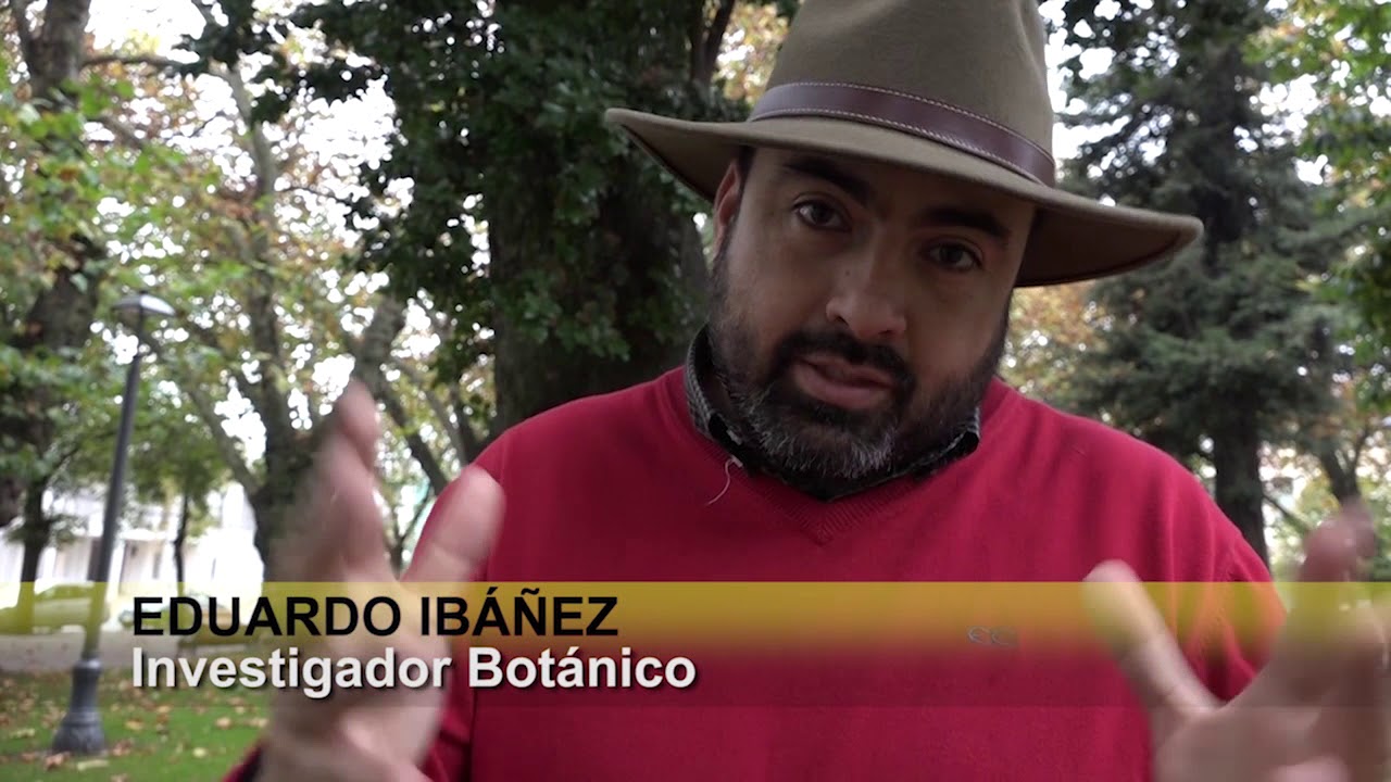 EDUARDO IBÁÑEZ - EL PEUMO