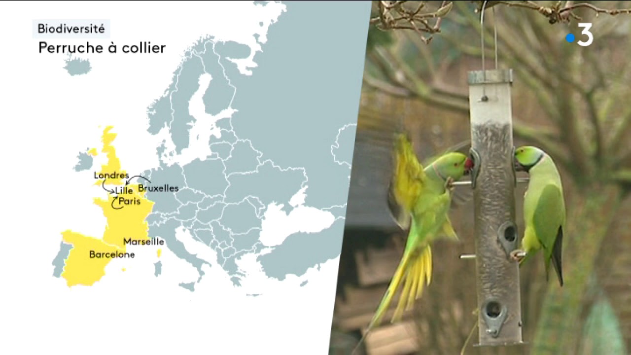 L'invasion des perruches à collier à l'est de la métropole lilloise