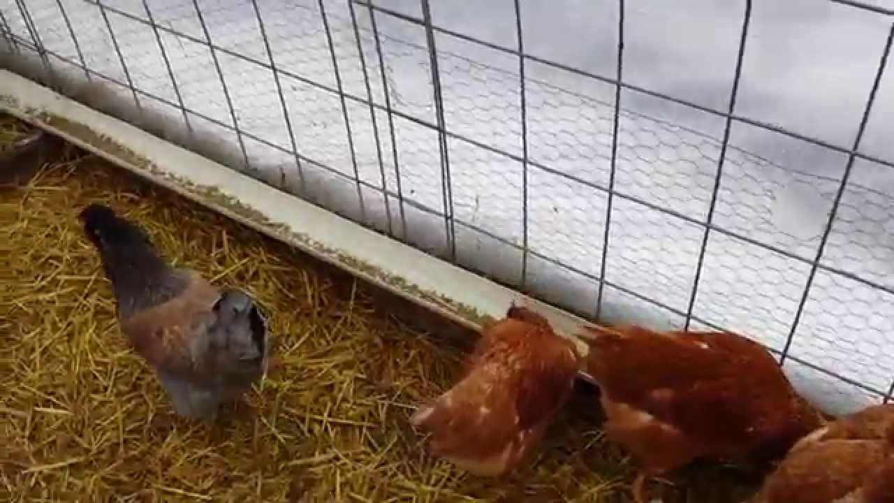 Trough Feeder for our chickens in their winter housing