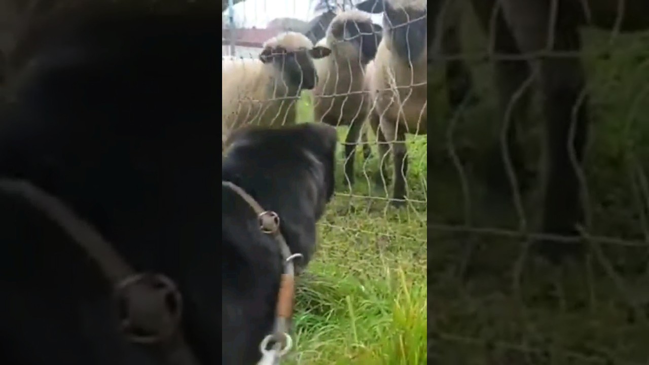 WHO is the sheep?Shar-Pei Baghira (9y) #dog #sharpei #shorts #pets #funny #love #animals #doglover