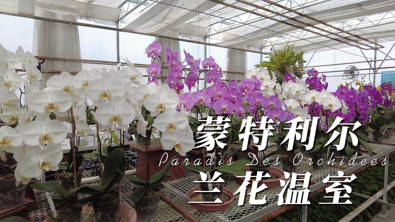 蒙特利尔兰花温室—Montreal orchid Greenhouse— Paradis Des Orchidees