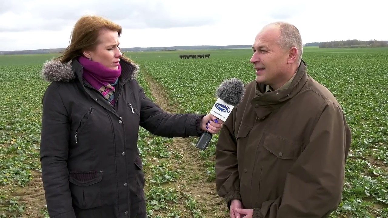 Żubry wróciły na sokólskie pola - Nadleśnictwo Krynki