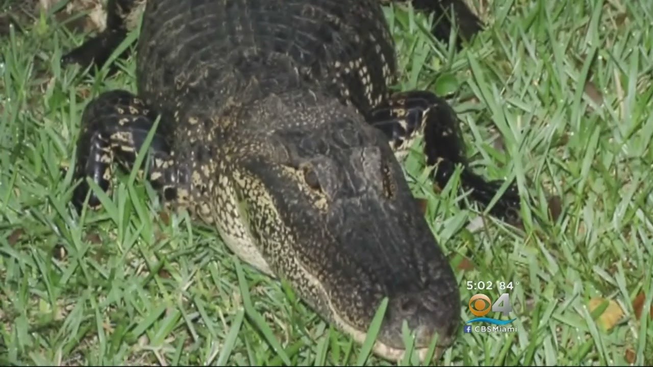 Alligator Invader Captured, Killed In Country Walk