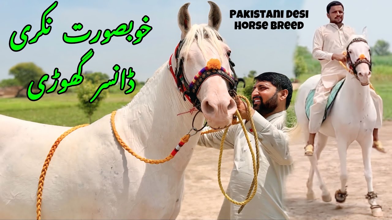 Zulla Sial Line Nukra Dancer Mare for Sale | Pakistani Desi Horse Breed
