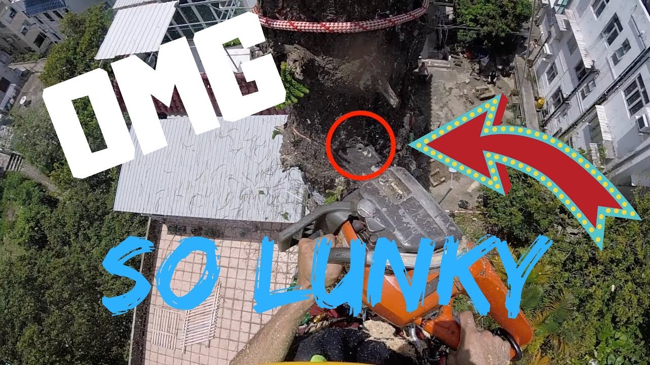 HongKong Tree Work - Catch the nut at 20m height - Hong Kong