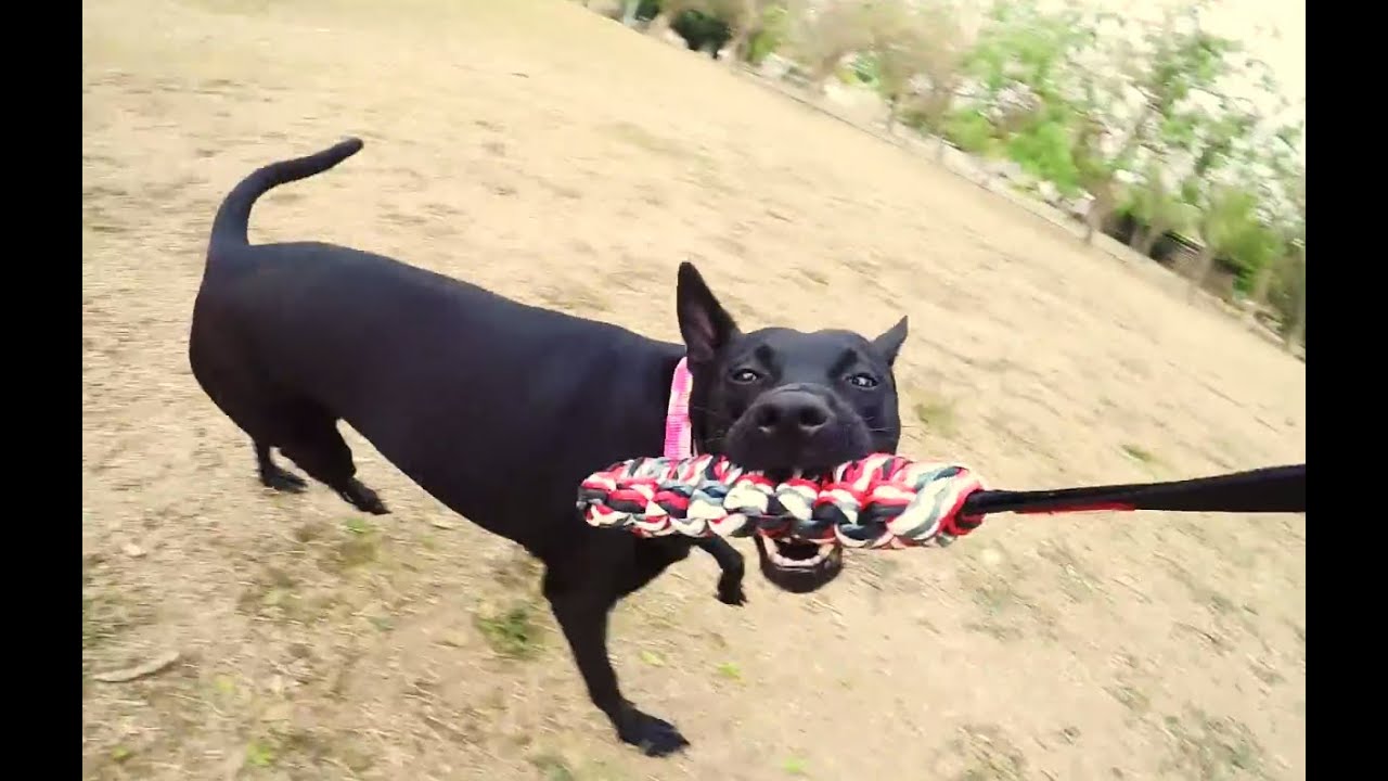 [1080p]Formosan Mountain Dog - Lady plays on the field