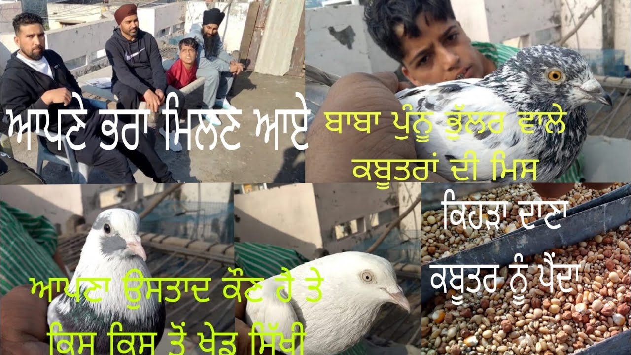 ਆਪਣੇ ਭਰਾ ਮਿਲਣ ਆਏ ਤੇ ਕਬੂਤਰ ਬਾਜੀ ਵਿਚ ਉਸਤਾਦ ਕੌਣ ਤੇ ਕਿਸ ਭਰਾ ਨੇ ਖੇਡ ਦੱਸੀ